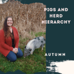 Pigs and Herd Hierarchy