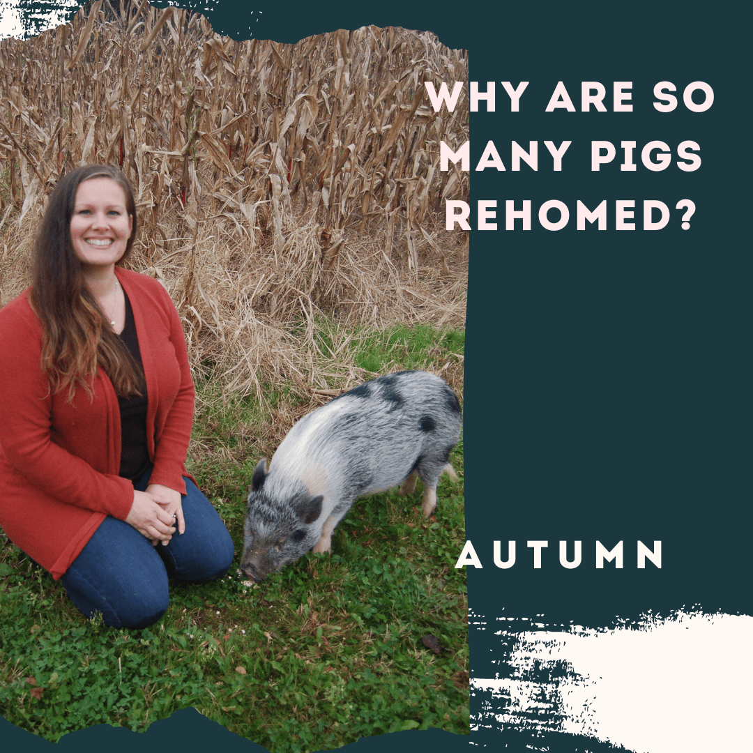 Why are so many Pigs Rehomed?