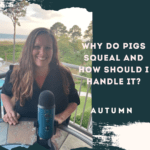 Why do Pigs Squeal and How Should I Handle It?