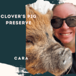 Clover's Pig Preserve