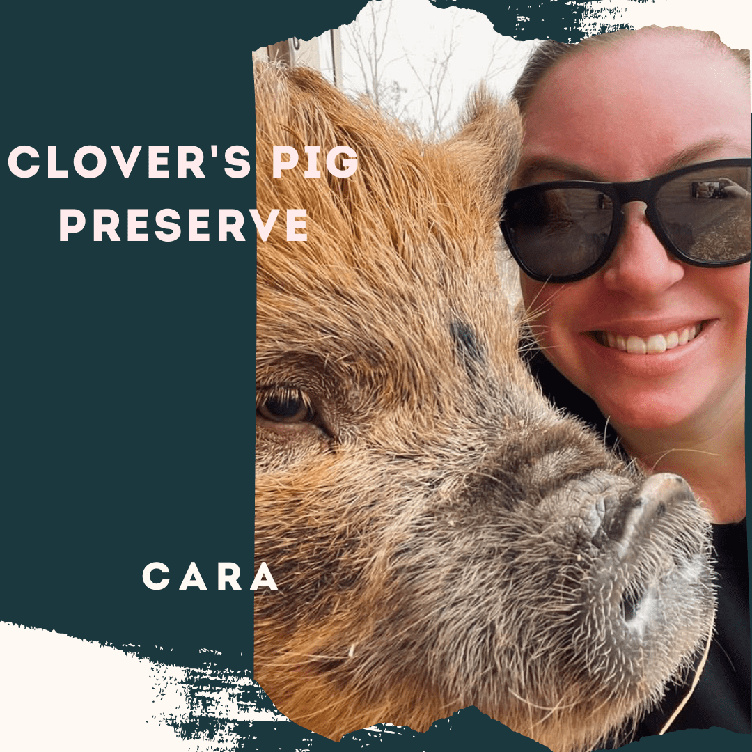 Clover’s Pig Preserve