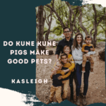 Do Kune Kune Pigs Make Good Pets?