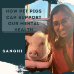 How Pet Pigs Can Support our Mental Health with Sanghi