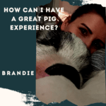 How Can I Have a Great Pig Experience?