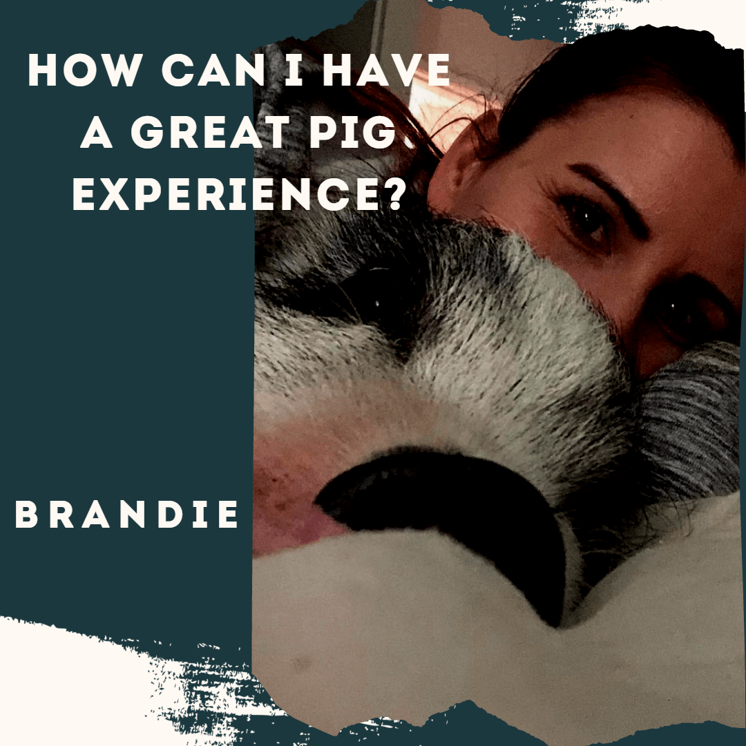 How Can I Have a Great Pig Experience?