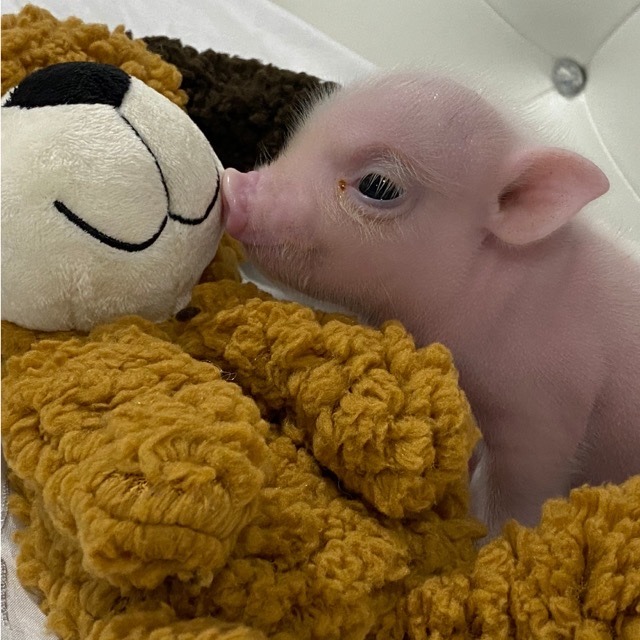 Autumn Acres Mini Pet Pigs