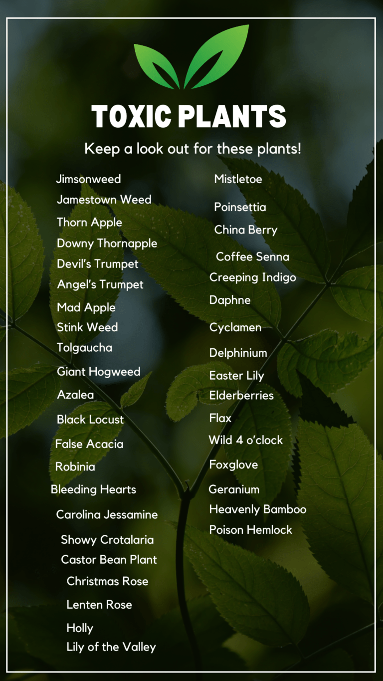 Autumn Acres Mini Pet Pigs - Poisonous Plants For Guinea Pigs