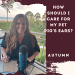 How Should I Care for My Pet Pig's Ears?