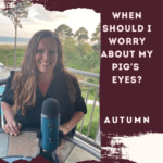 When Should I Worry About My Pig's Eyes?