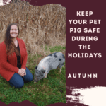 Keep Your Pet Pig Safe During the Holidays