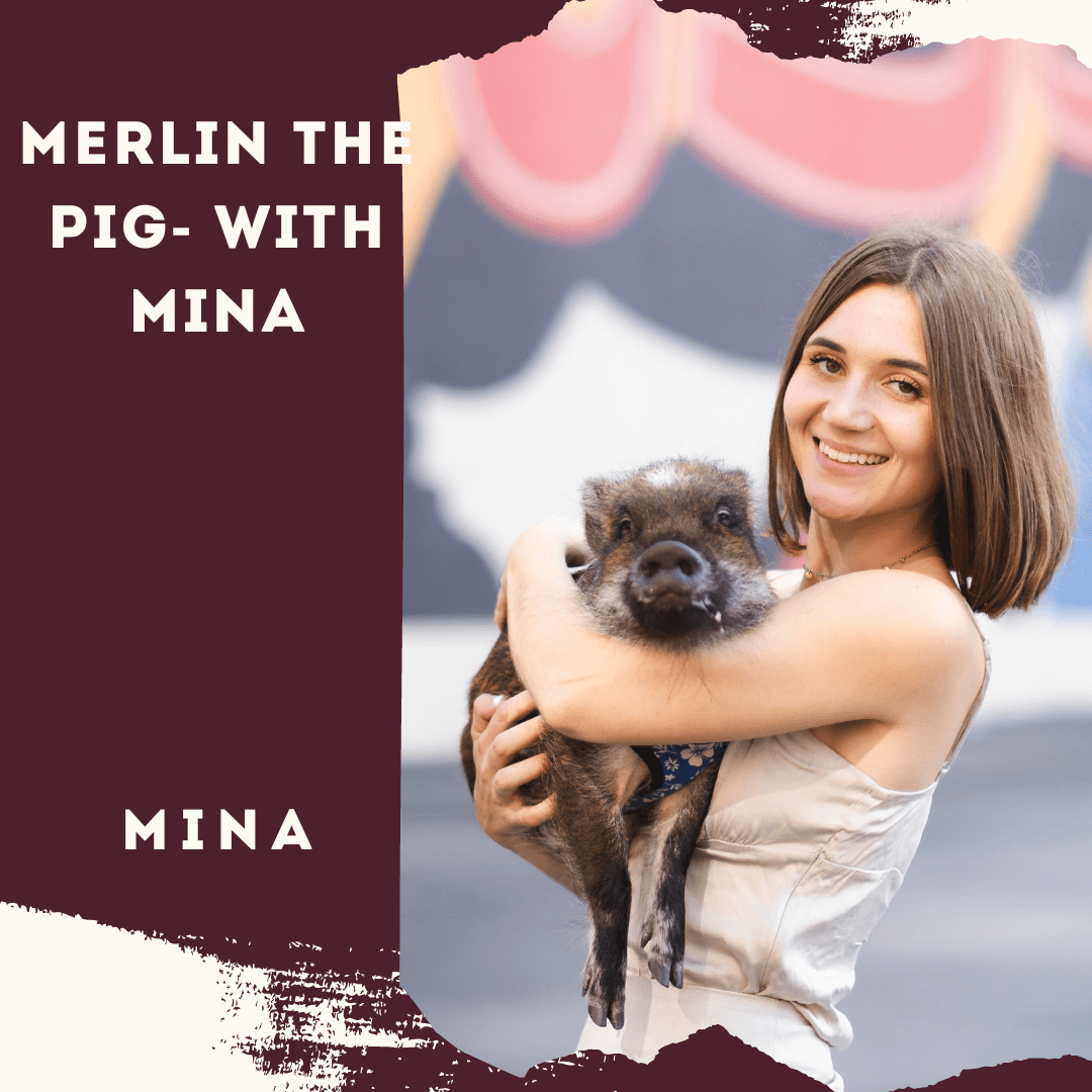 Merlin The Pig- With Mina