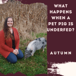 What Happens When a Pet Pig is Underfed?