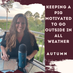 Keeping a Pig Motivated to go Outside in All Weather