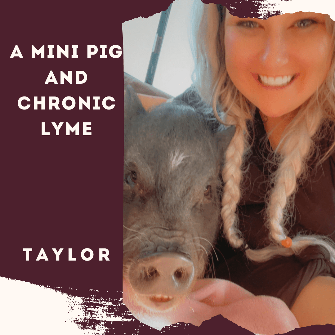A Mini Pig And Chronic Lyme