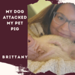 My Dog Attacked My Pet Pig