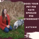 Does Your Pet Pig Have Spoiled Pig Syndrome?