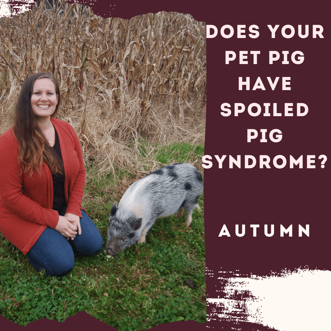Does Your Pet Pig Have Spoiled Pig Syndrome?