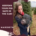 Keeping Your Pig Safe in the Car! - With Maribeth