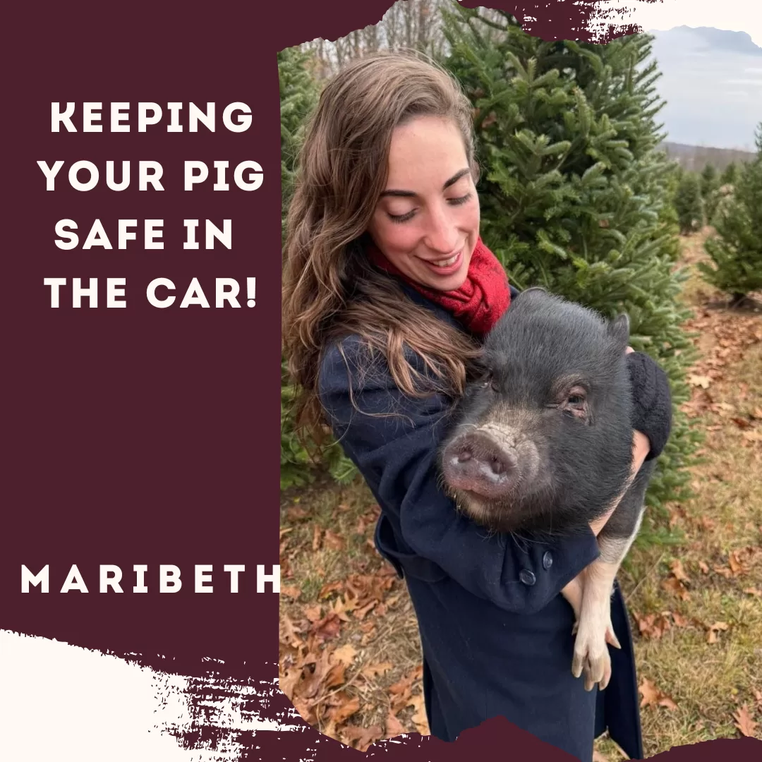 Keeping Your Pig Safe in the Car! – With Maribeth