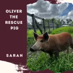 Oliver the Rescue Pig- With Sarah Castle