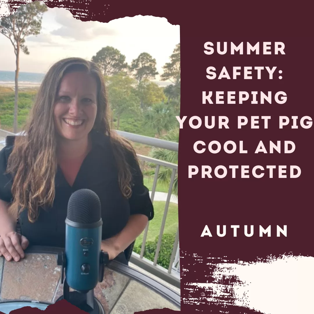 Summer Safety: Keeping Your Pet Pig Cool and Protected