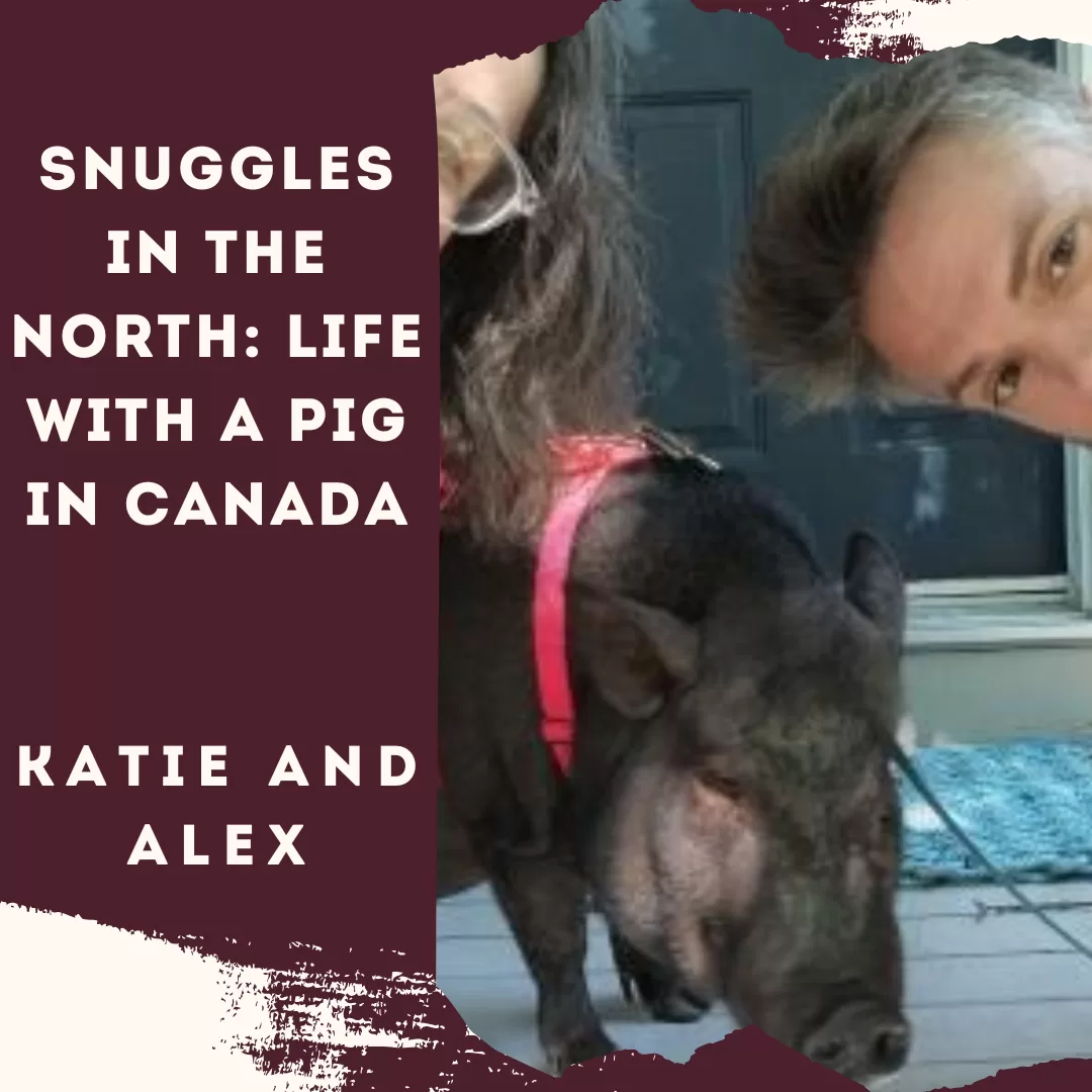 Snuggles in the North: Life with a Pig in Canada