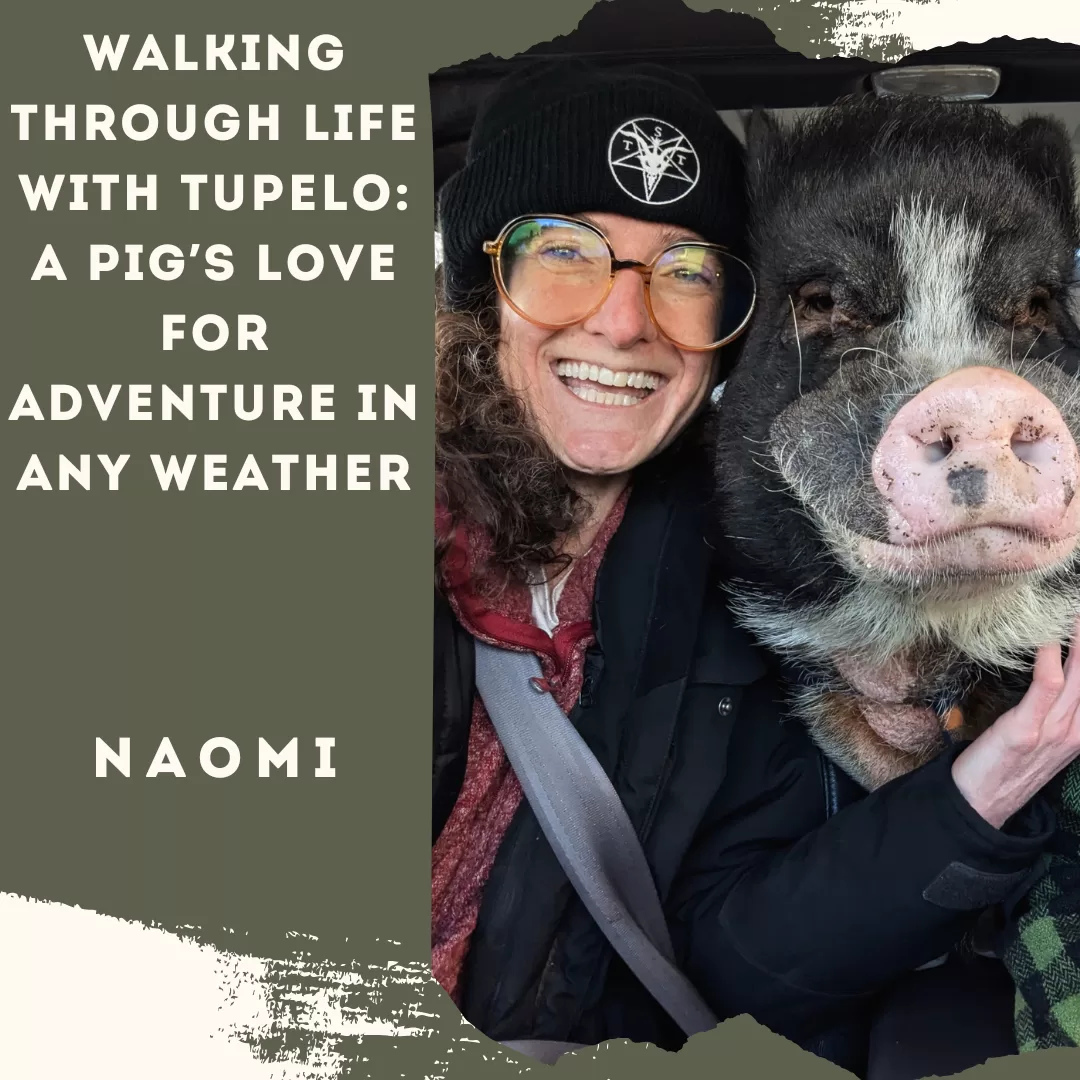 Walking Through Life with Tupelo: A Pig’s Love for Adventure in Any Weather