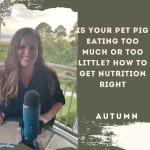 Is Your Pet Pig Eating Too Much or Too Little? How to Get Nutrition Right